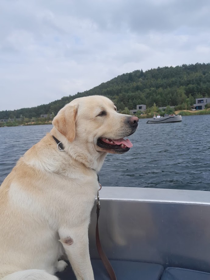 Jack, de kantoorhond: een blonde labrador op een boot